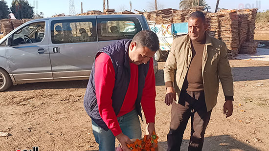 اجوال-الكالنديولا اجوال-الكالنديولا