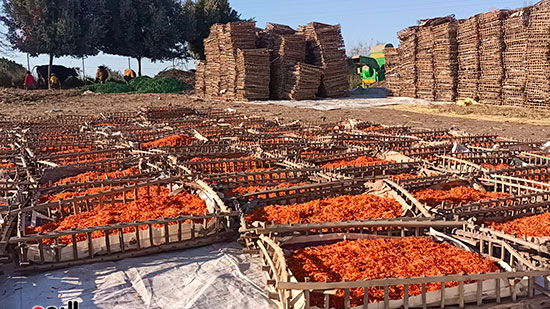 نشر-المحصول-فى-الاقفاص نشر-المحصول-فى-الاقفاص