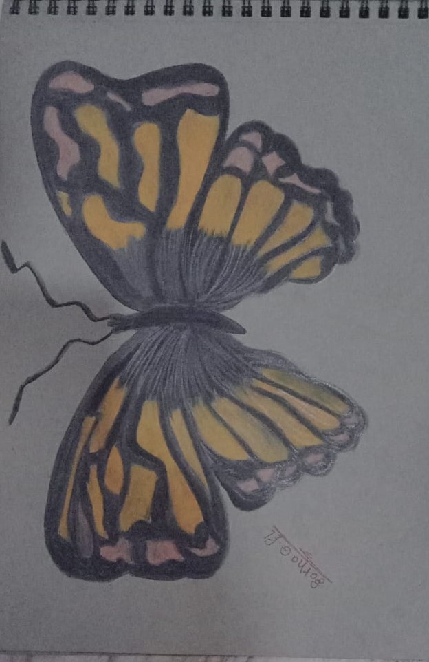 رسمه لفراشة رسمه لفراشة