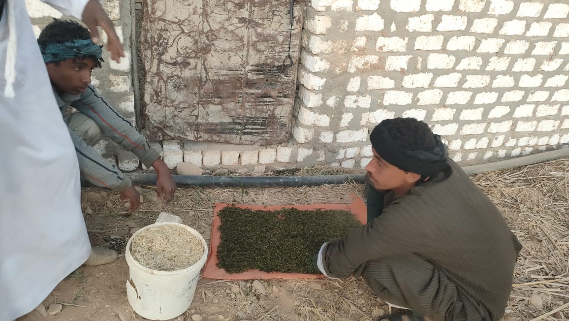 تجهيز نبات الأزولا لتقديمه للمواشي والأغنام