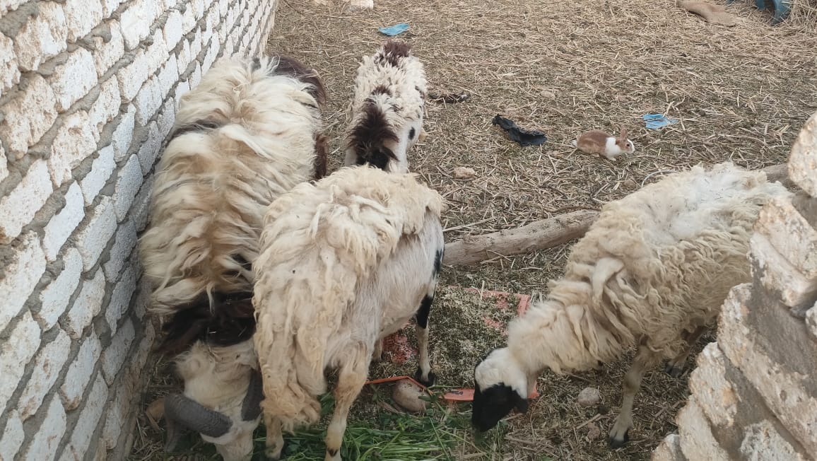 الأغنام خلال تقديم حصاد نبات الأزولا لهم