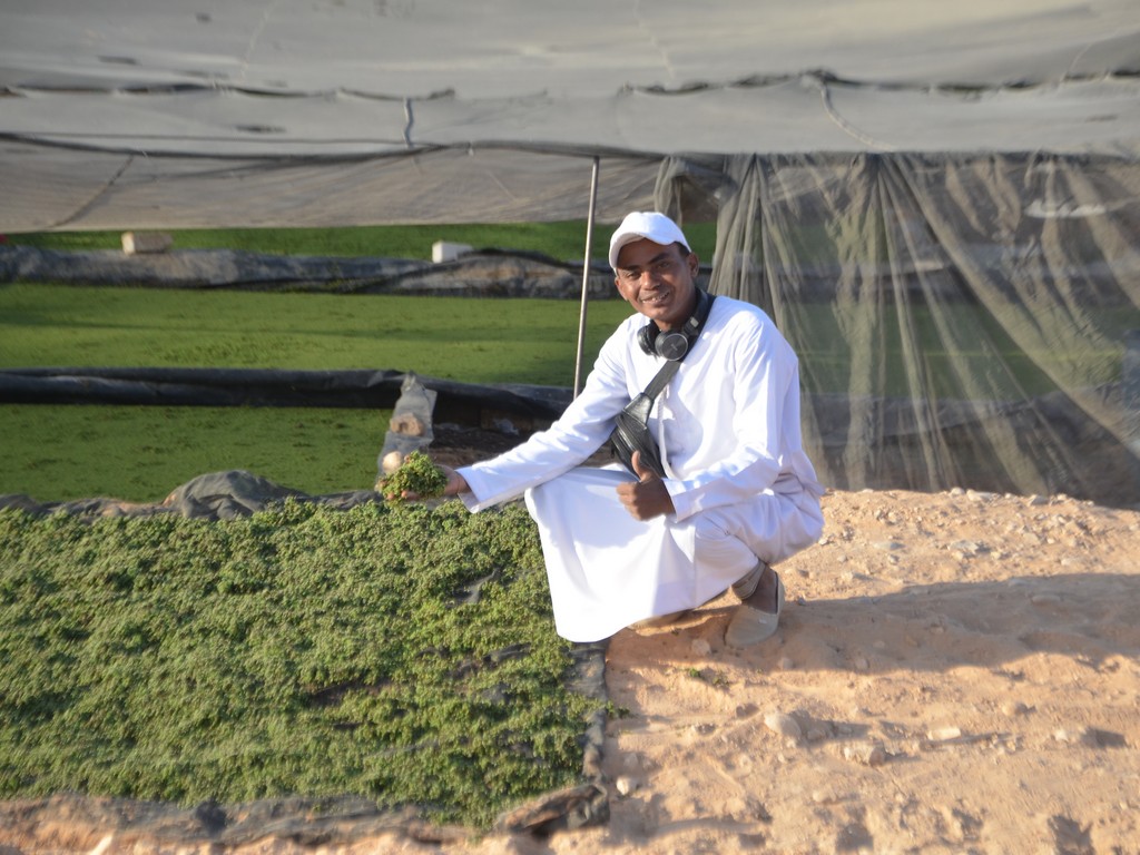 أولى تجارب زراعة الأزولا جنوب الأقصر