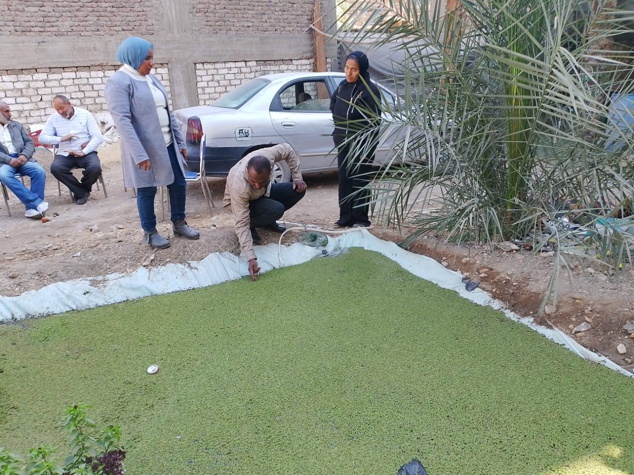 تدريب نظرى وعملى لزراعة نبات الأزولا كبديل للأعلاف