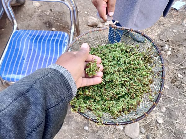 جانب من تدريب نظرى وعملى لزراعة نبات الأزولا كبديل للأعلاف بإسنا