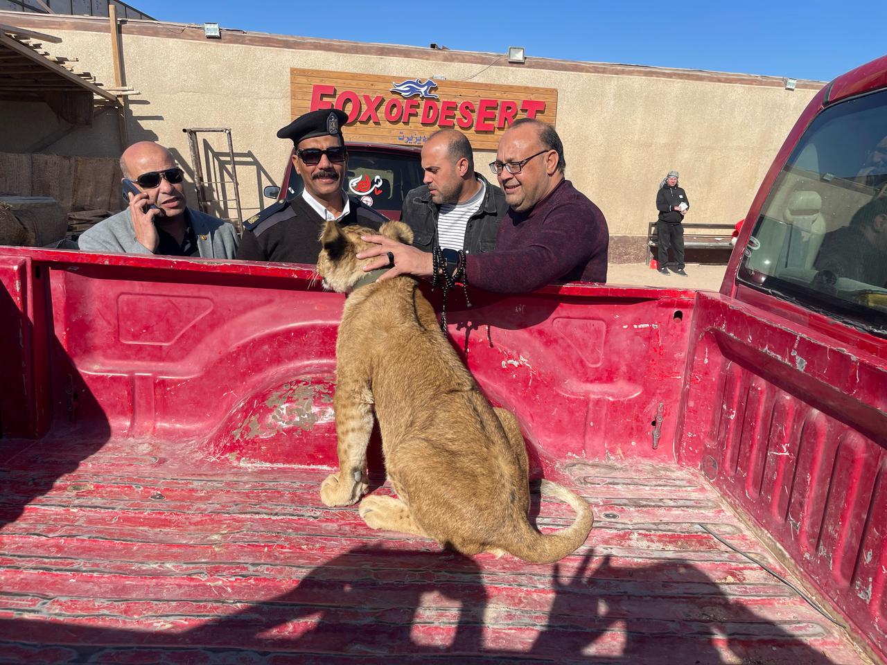 العثور على شبل أسد بصحراء الغردقة العثور على شبل أسد بصحراء الغردقة