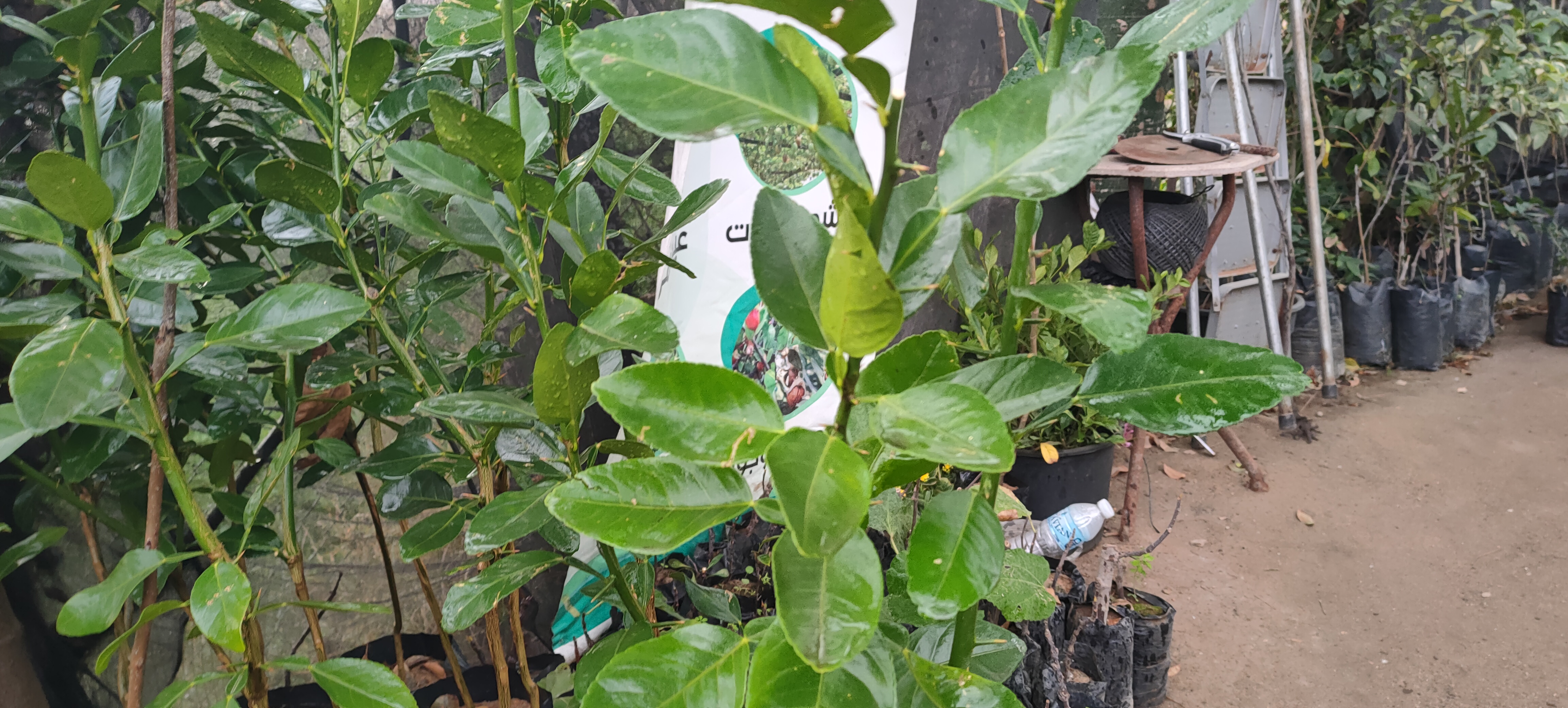 اوراق شتلات الكيفيري