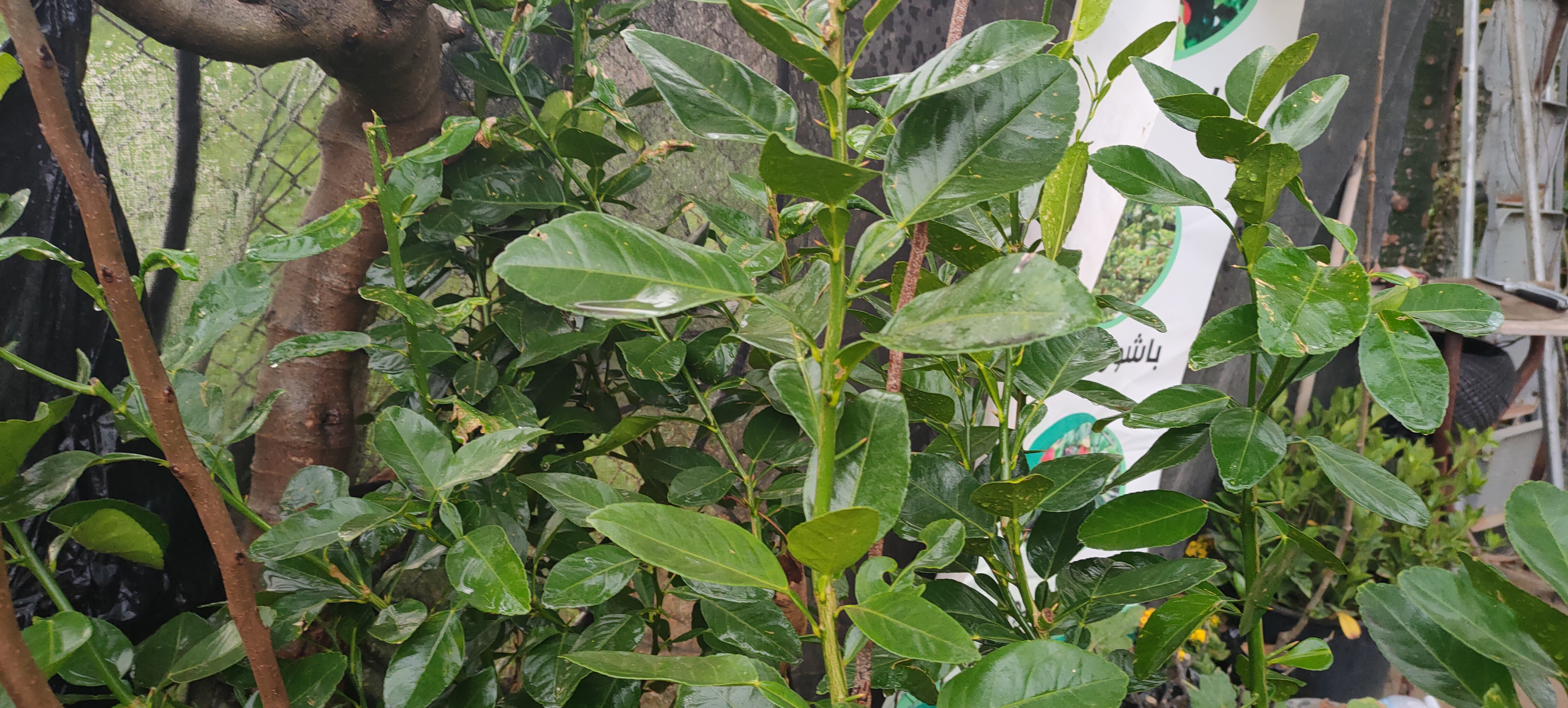 شجرة الليمون الكيفيري