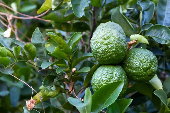 الليمون الكيفيري