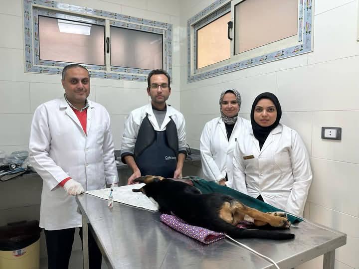 الفريق الطبي خلال اجراء الجراحة للكلب
