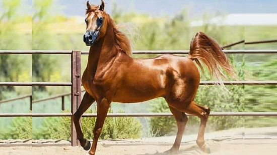 الخيول الليبيزانر الخيول الليبيزانر