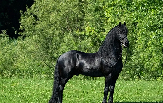 خيل الفريزيان