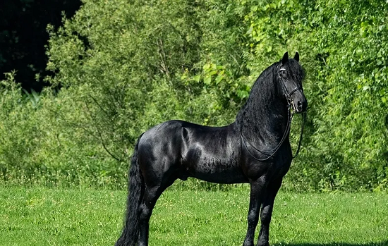 خيل الفريزيان خيل الفريزيان