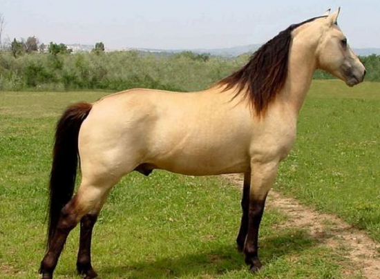 خيول مورجان خيول مورجان
