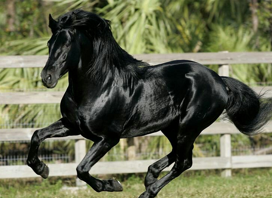 خيل الأندلسي