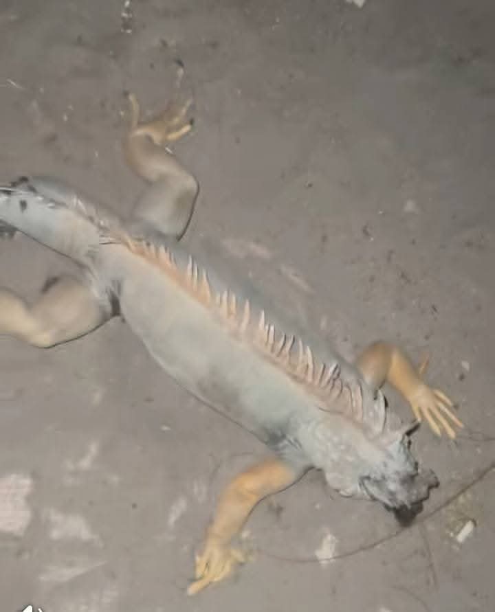 الحيوان الحيوان