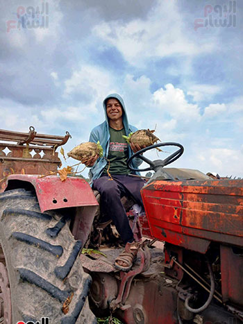 فرحة-الاهالى-بحصاد-البنجر