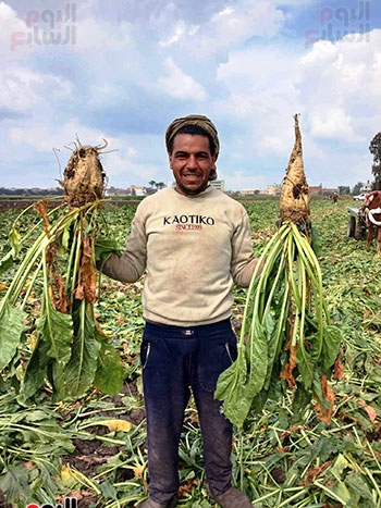 الايادى-العاملة