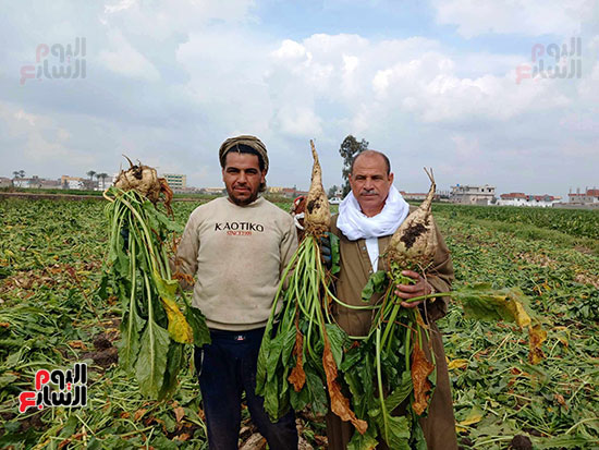 مزراعى-البنجر