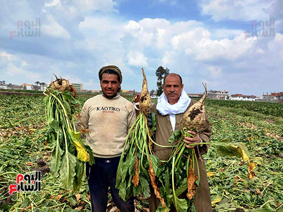 انطلاق-حصاد-البنجر_1