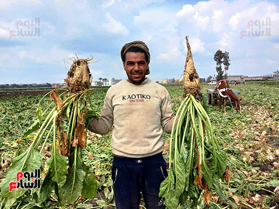 فرحة-حصاد-البنجر-بغيطان-الشرقية