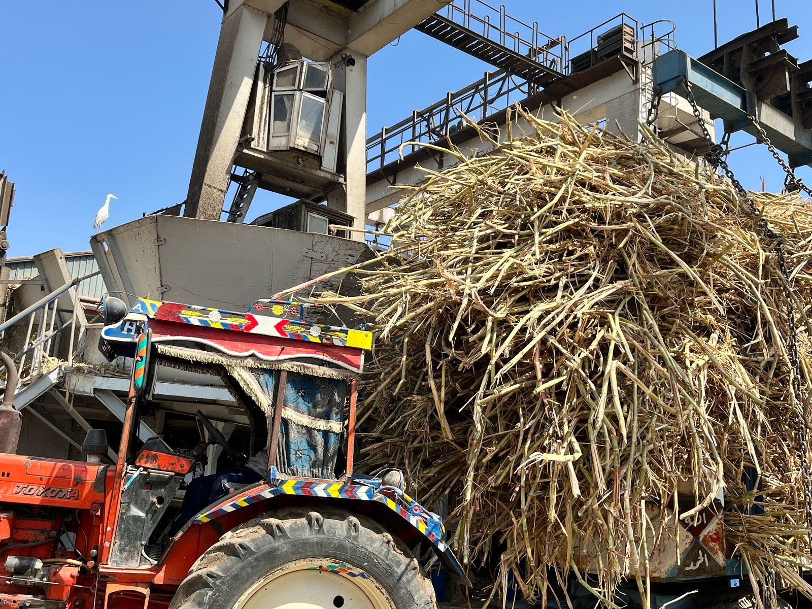 استقبال محصول القصب استقبال محصول القصب