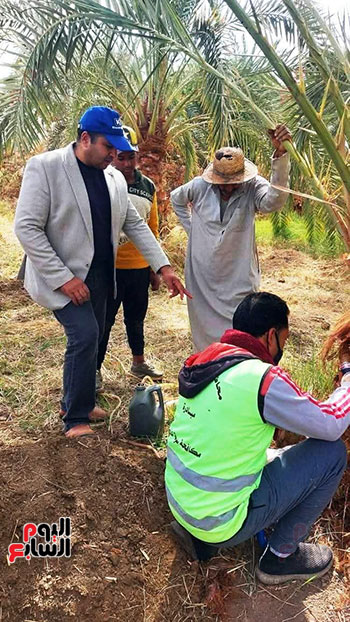 اثناء-عمل-الحقن-بالمبيد_1 اثناء-عمل-الحقن-بالمبيد_1