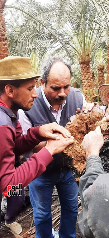 أعراض-الإصابة-بسوسة-النخيل أعراض-الإصابة-بسوسة-النخيل