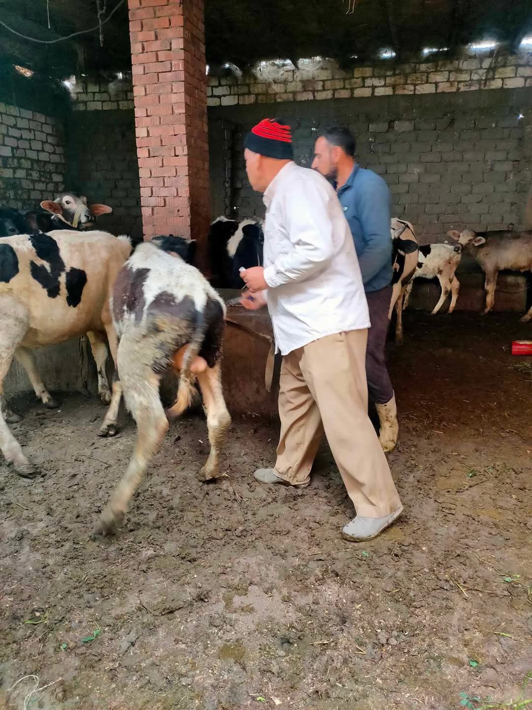 جانب من حملةالطب البيطري جانب من حملةالطب البيطري