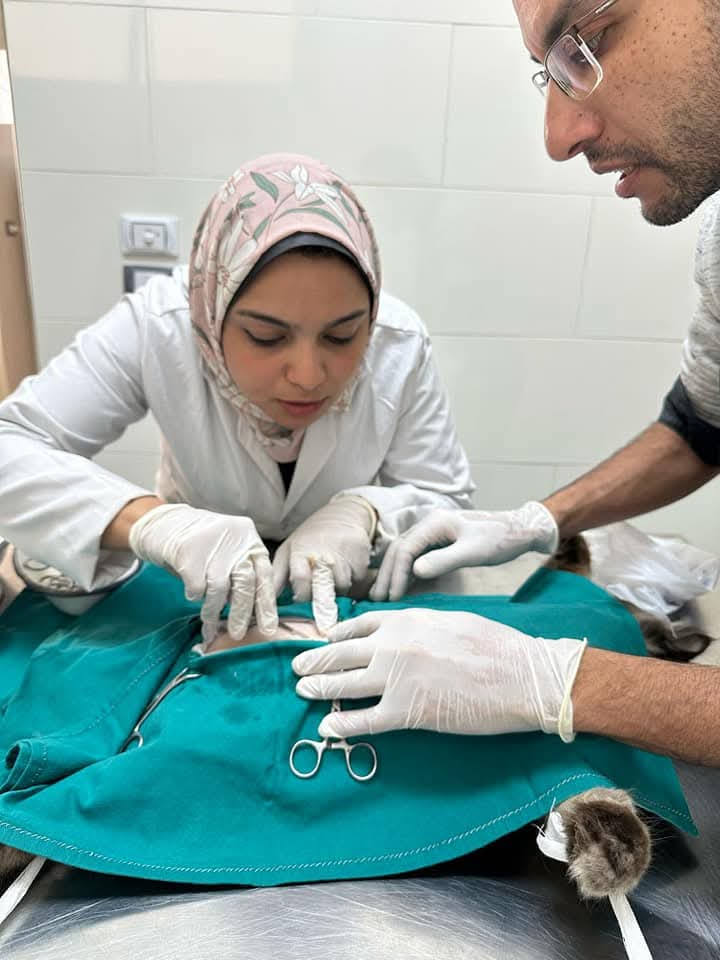 عملية ولادة قيصرية لـقطة تعانى من تعثر الولادة