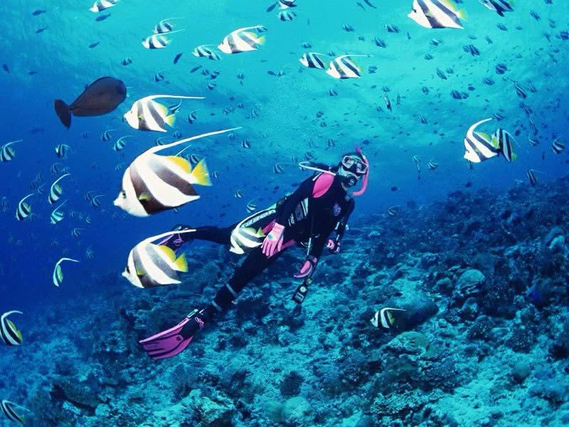 موقع غوص أبو النحاس لوحة فنية فى قاع البحر