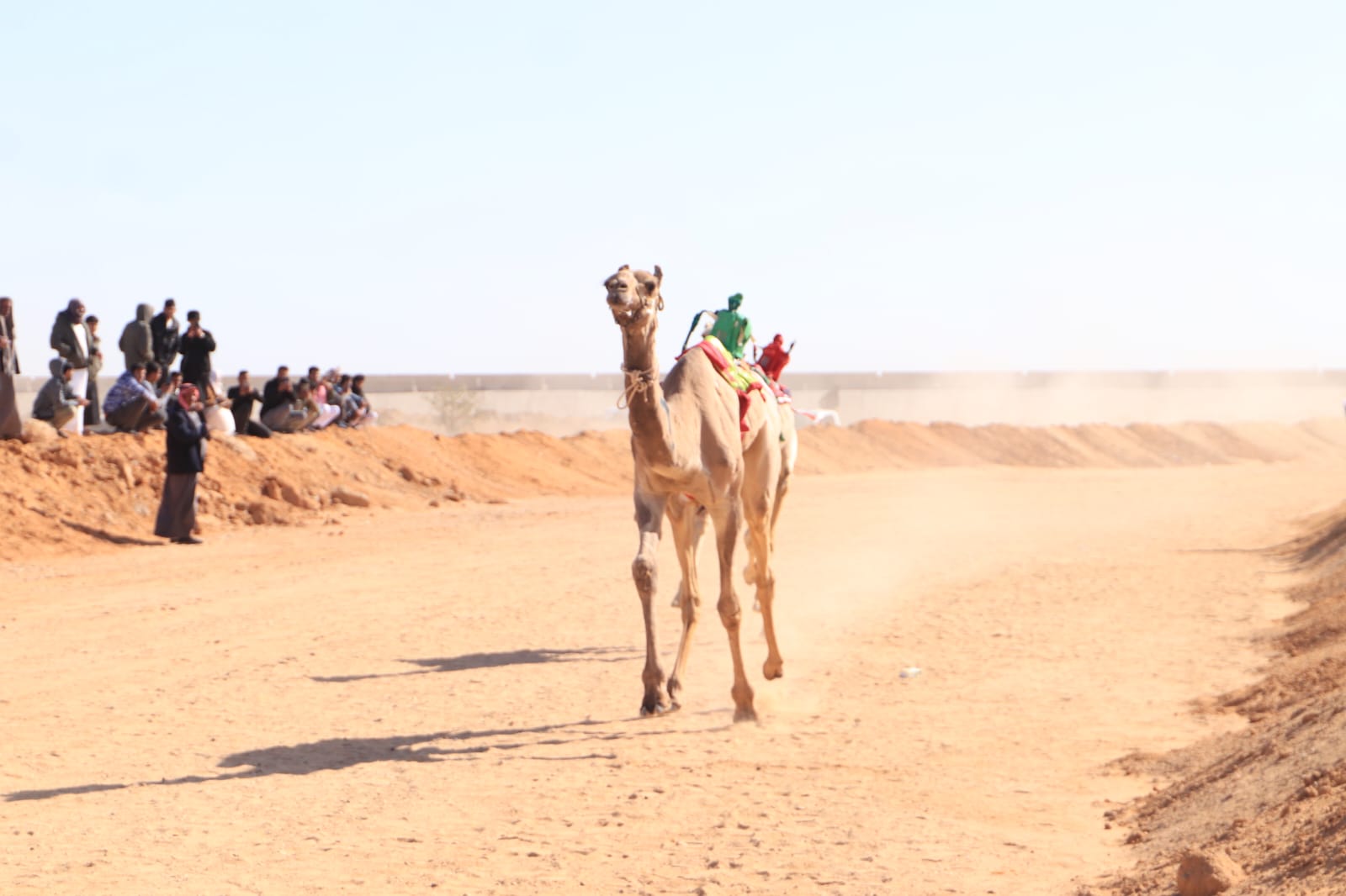 مهرجان الإسماعيلية للهجن مهرجان الإسماعيلية للهجن