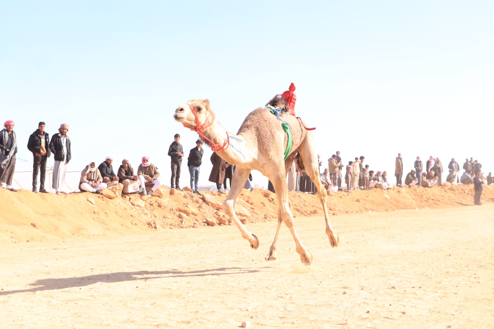 سباق الهجن فى الإسماعيلية سباق الهجن فى الإسماعيلية