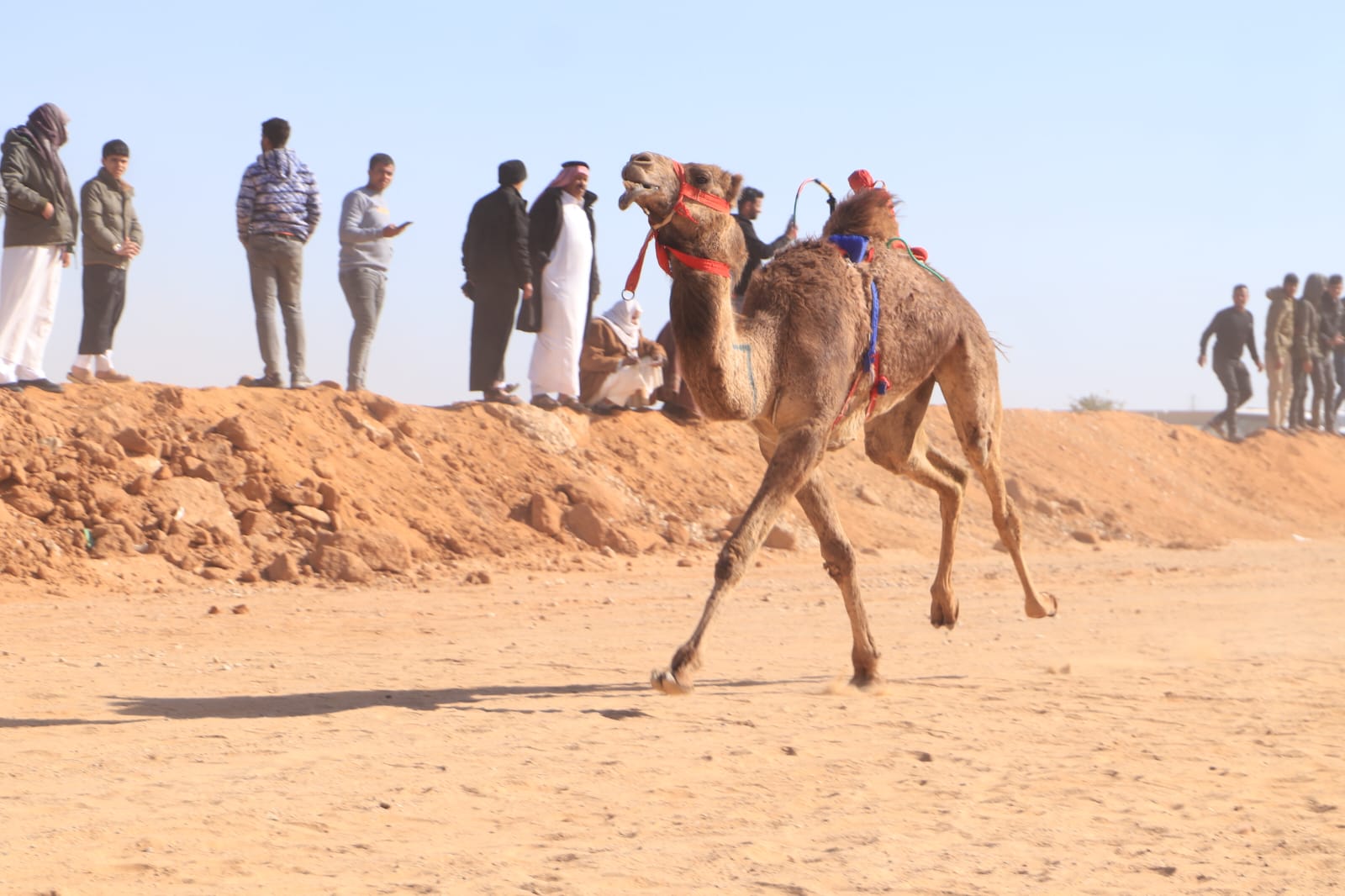 احد الجمال الفائزة احد الجمال الفائزة