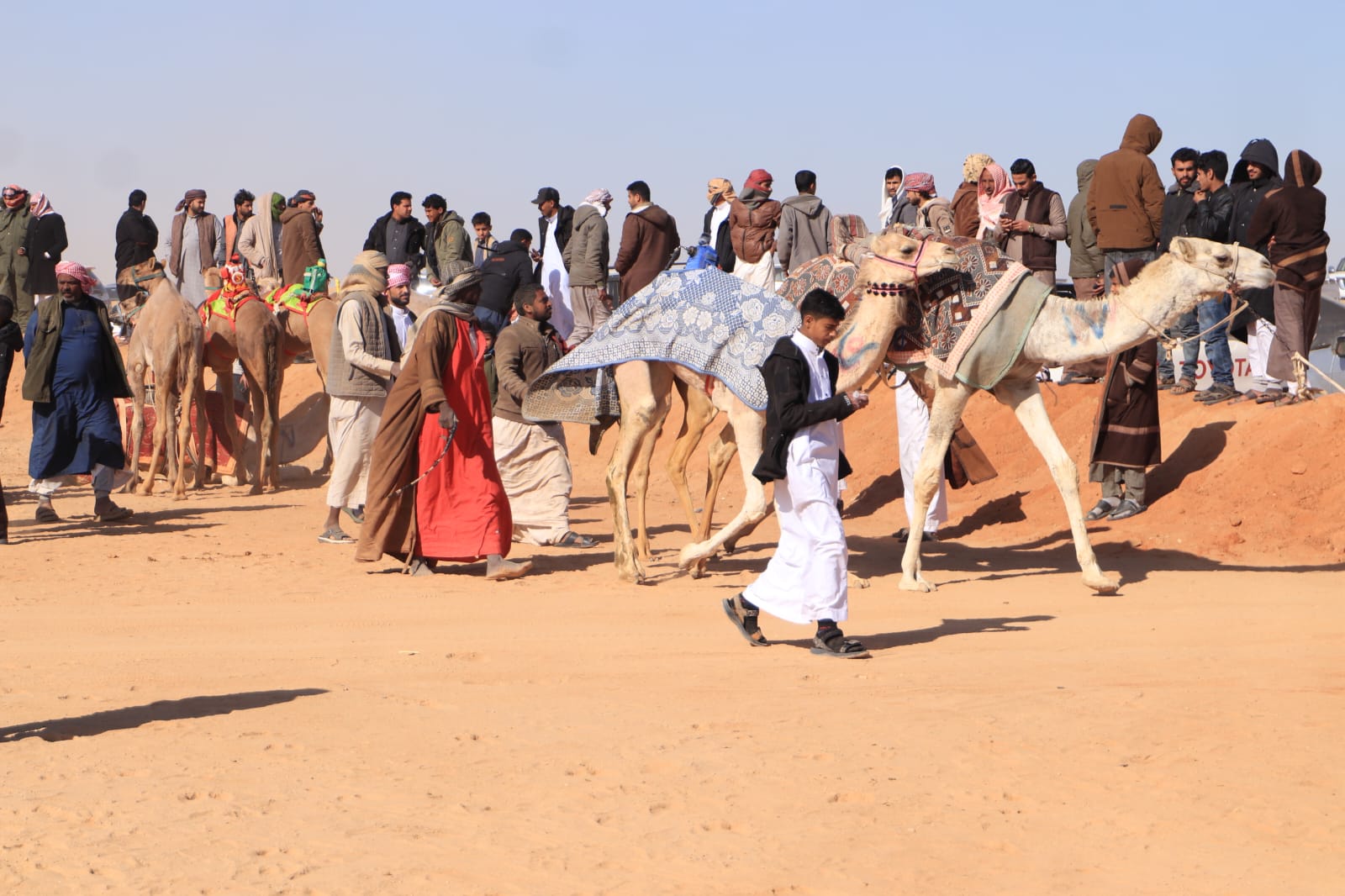 تجهيز الهجن تجهيز الهجن