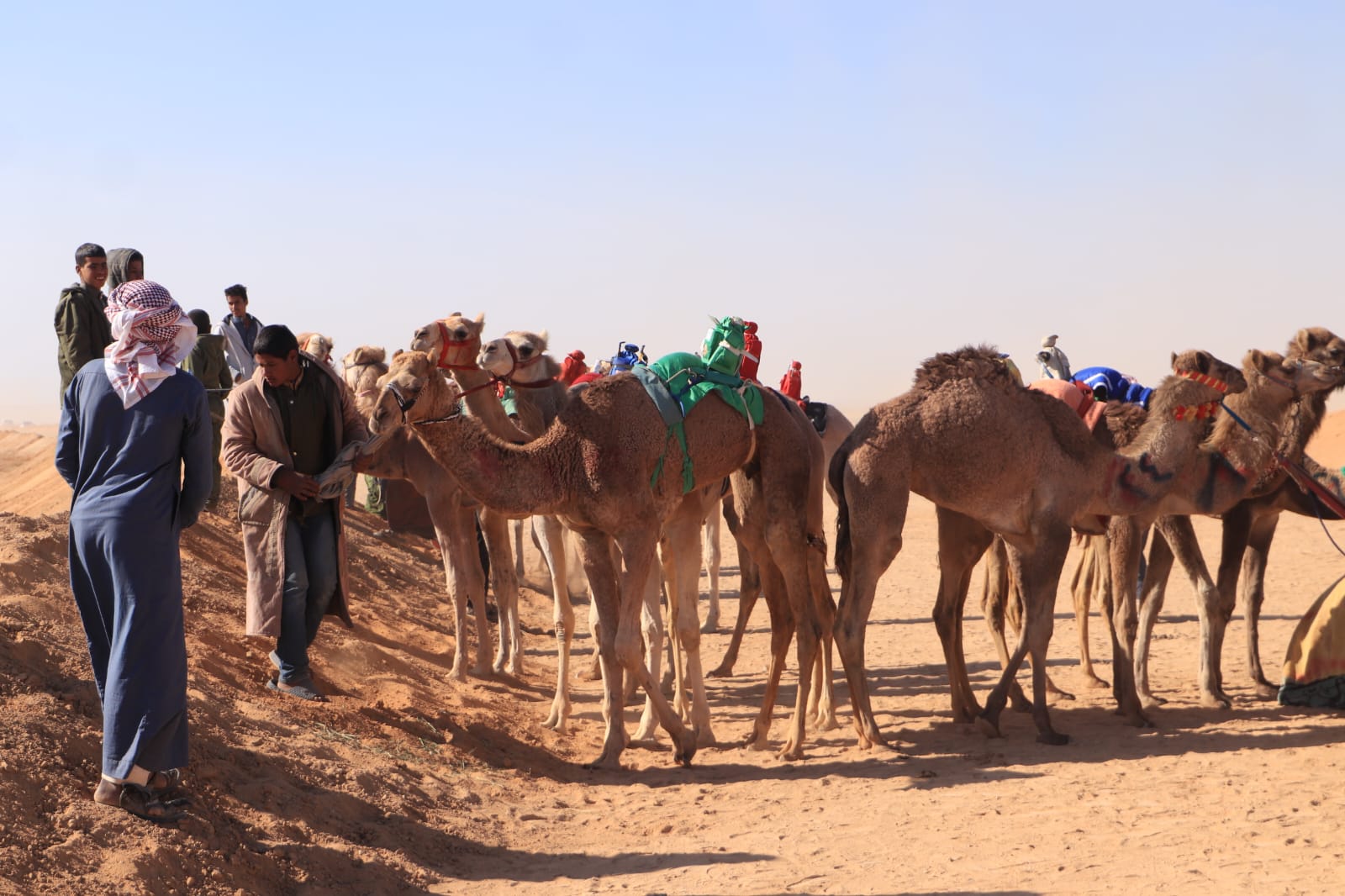 سباقات الهجن سباقات الهجن