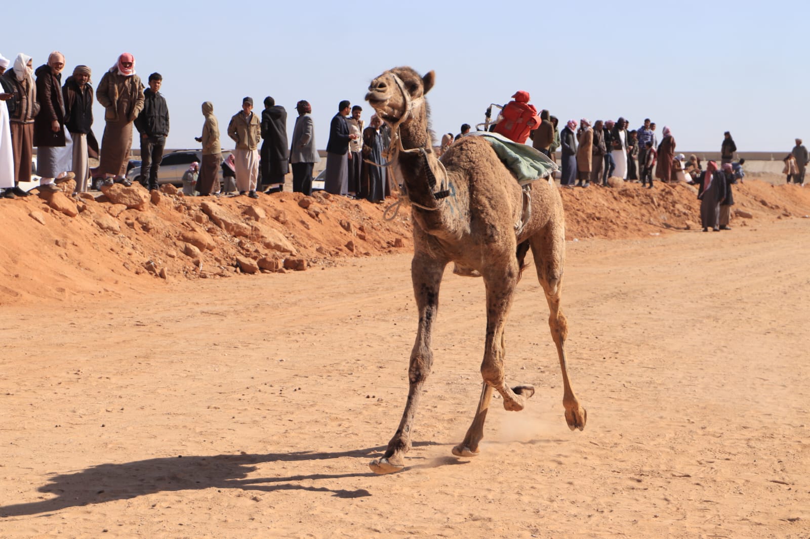 مهرجان الهجن مهرجان الهجن