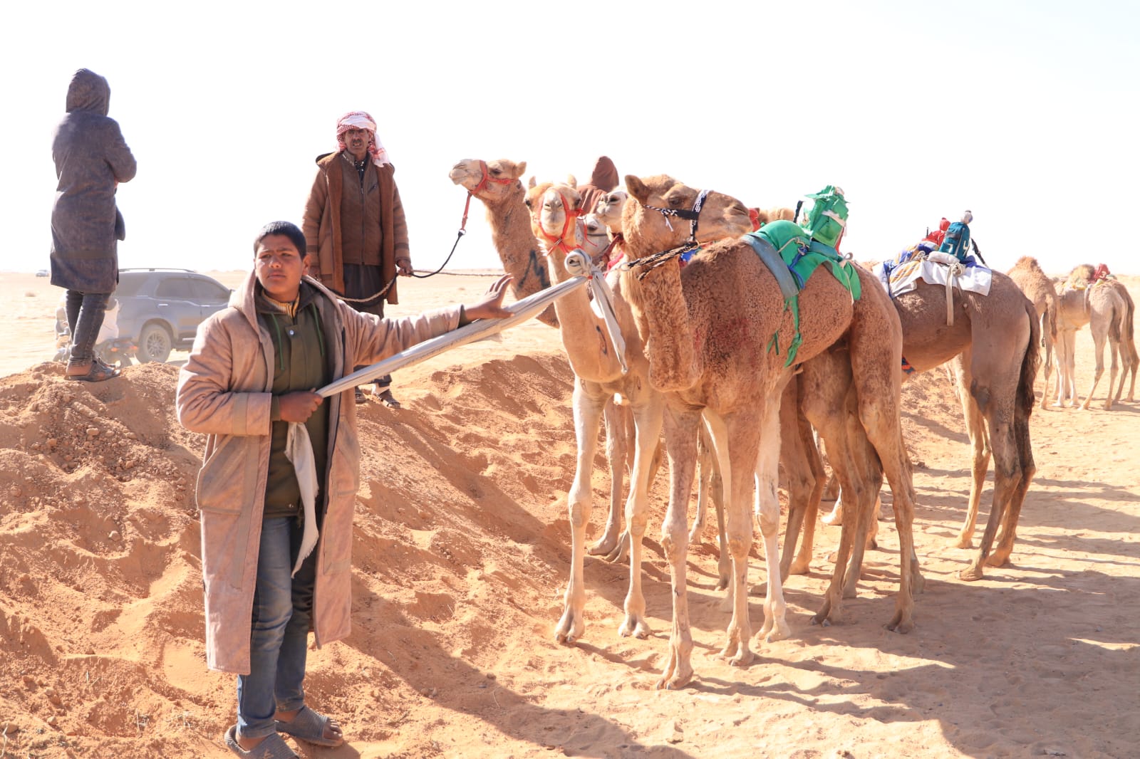 بداية السباق للهجن بداية السباق للهجن