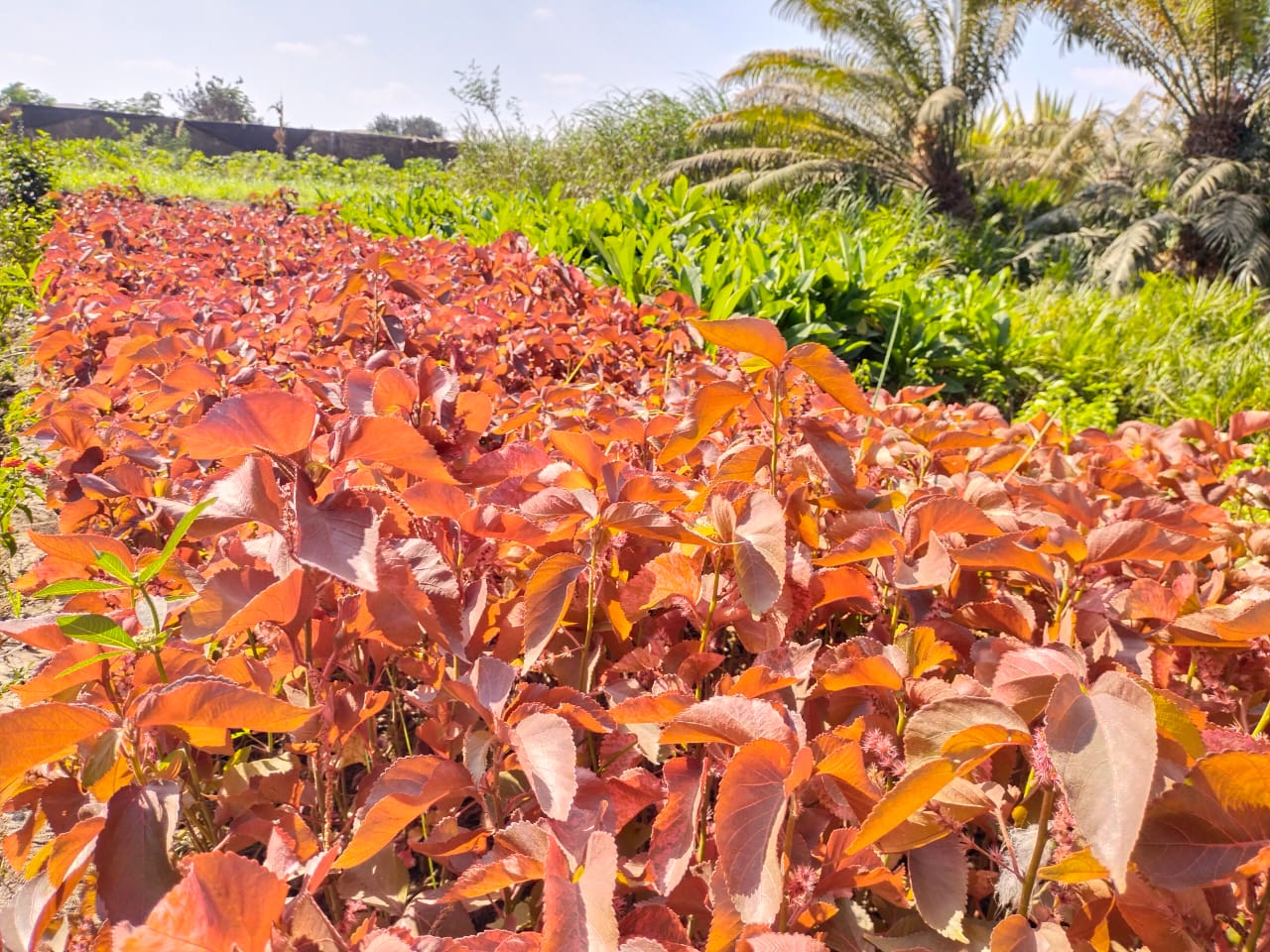 جمال مزارع نباتات الزينة