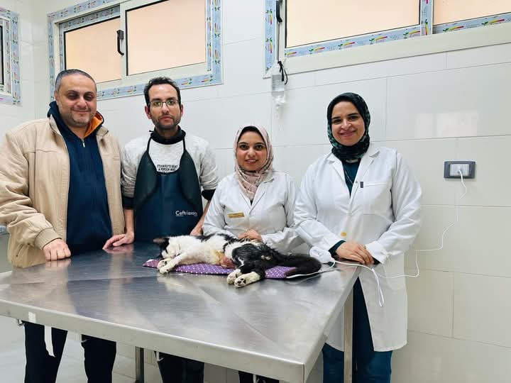 اجراء الجراحة الناجحة للقط