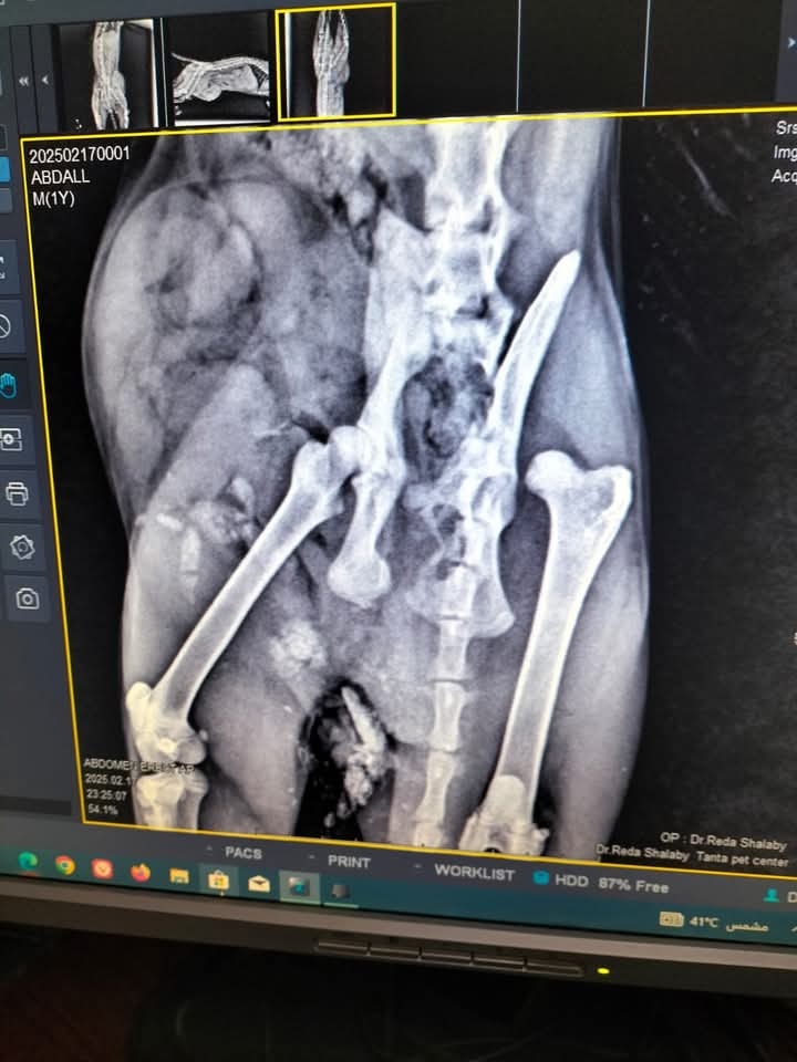 الاشعة للقط