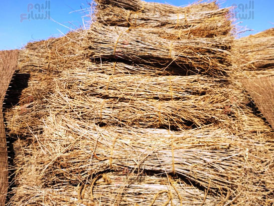 نبات-الحناء-قبل-تجهيزه-للصناعة