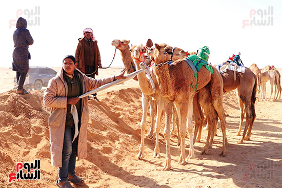 جانب-من-الهجن-المشاركة-في-السباق جانب-من-الهجن-المشاركة-في-السباق