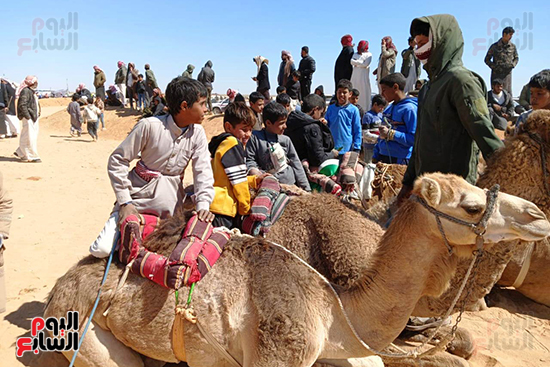 جانب-من-الهجن-المشاركة-_1 جانب-من-الهجن-المشاركة-_1