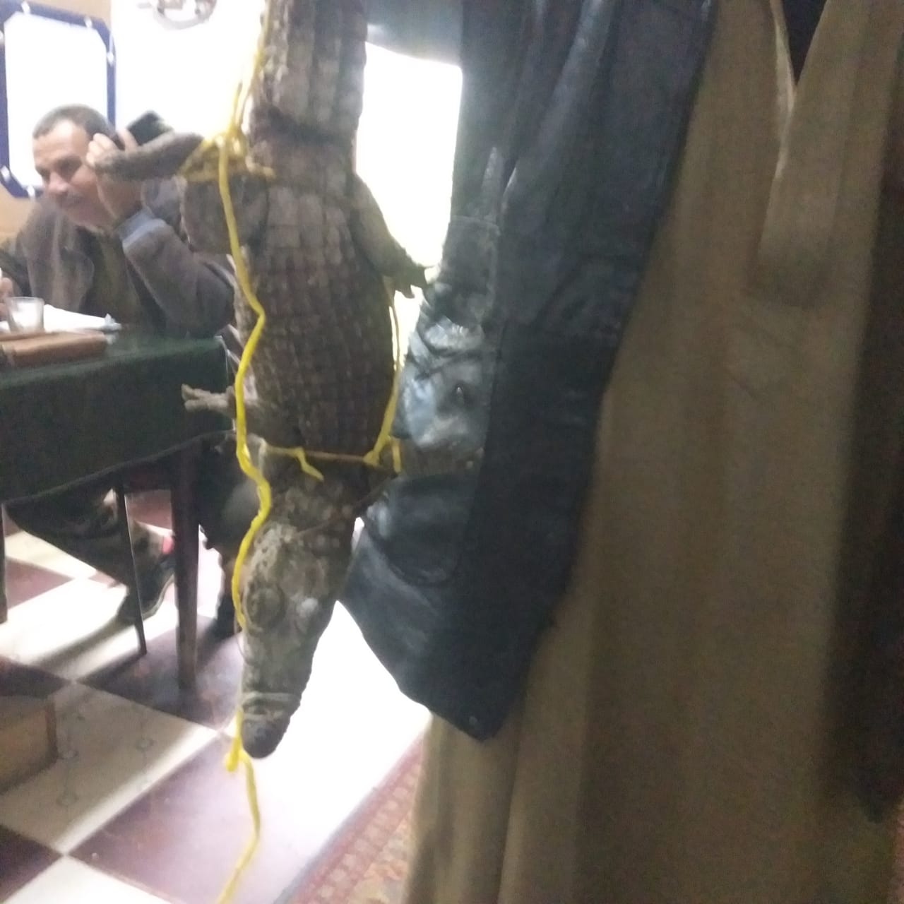 التمساح المعثور علية التمساح المعثور علية