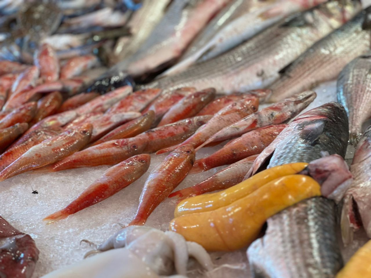 بطروخ السمك