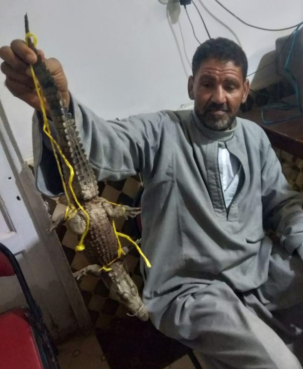 الصياد اثناء تسلم التسماح الصياد اثناء تسلم التسماح