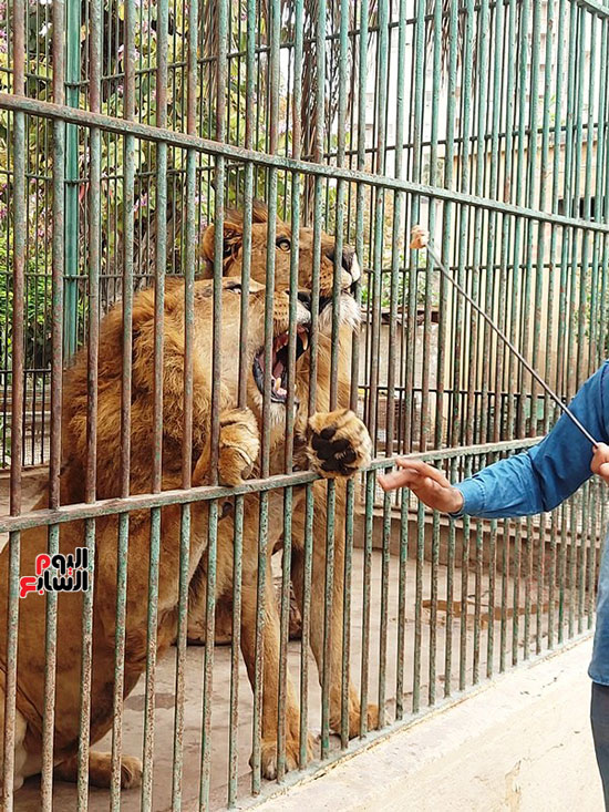 ملك-الغابة-بحديقة-حيوان-الاسكندرية ملك-الغابة-بحديقة-حيوان-الاسكندرية