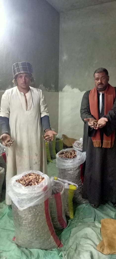 تعدد أنواع التمور التي يتم جلبها من الصعيد تعدد أنواع التمور التي يتم جلبها من الصعيد