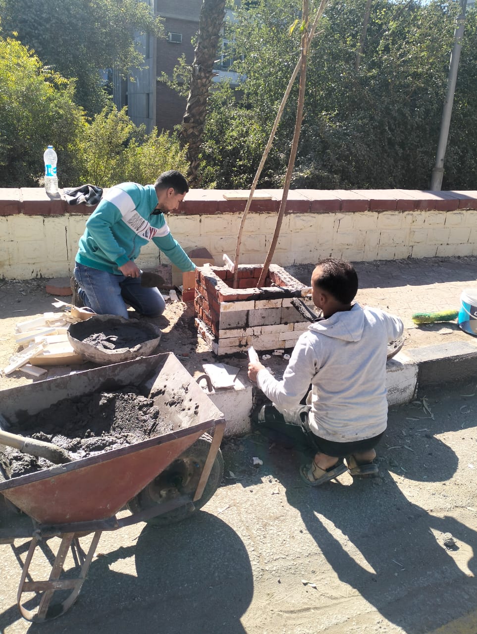 جانب أخر من زراعة الأشجار جانب أخر من زراعة الأشجار