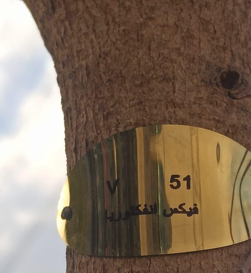 شجرة فيكس شجرة فيكس